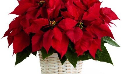 Stórafmæli félagsmanna