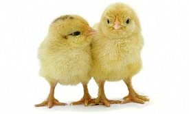 KA heimilið lokað um páskana